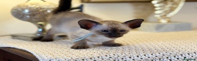Siamese  Kitten 2