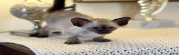 Oriental cats for sale: Superb TICA Registered Siamese & Oriental Babies - Advert 7