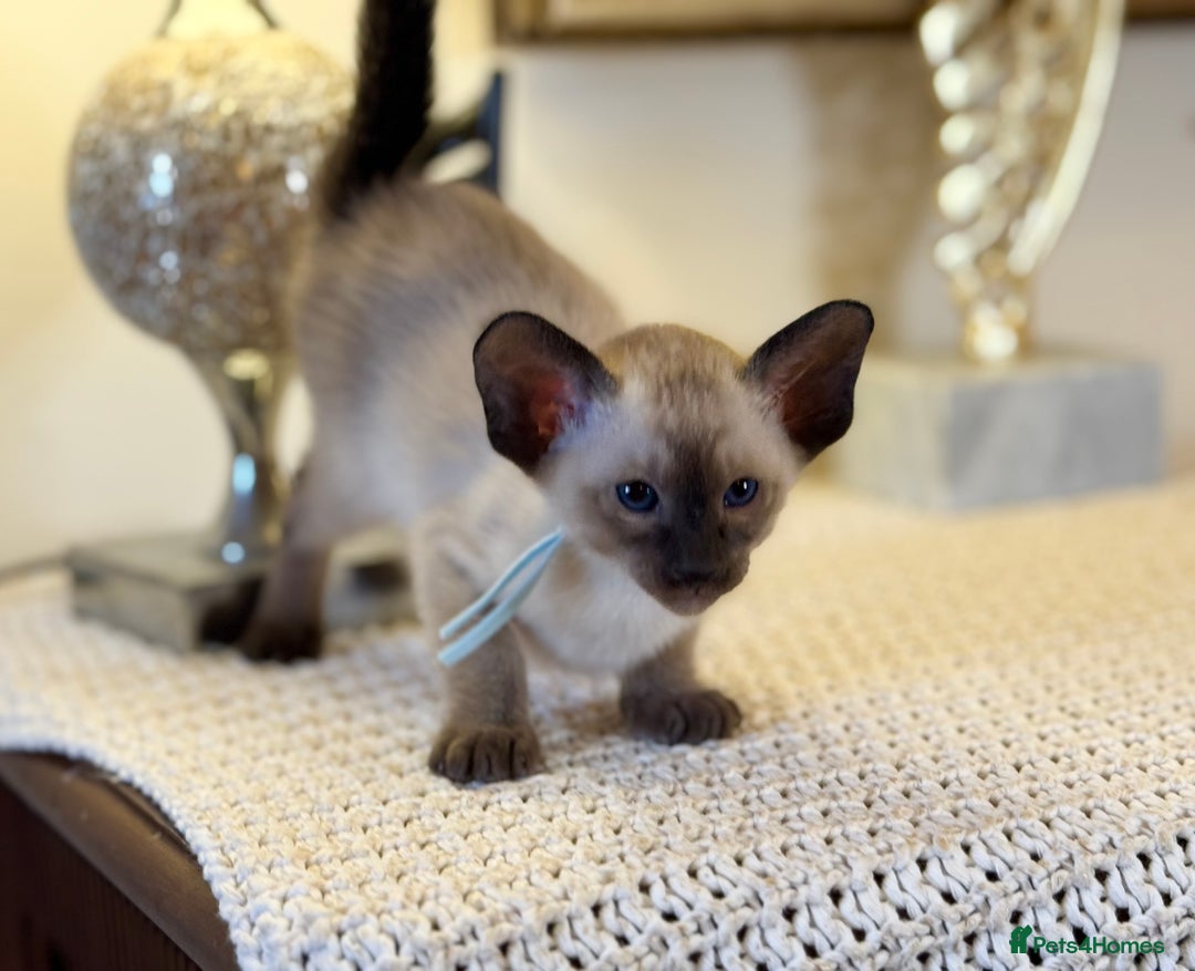 Oriental cats for sale: Superb TICA Registered Siamese & Oriental Babies - Advert 7