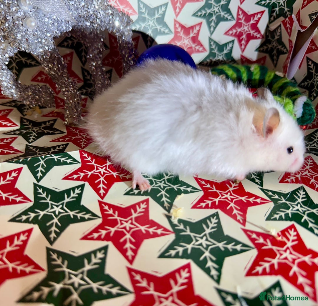 Hamster rodents for sale: Baby hamsters for sale - Advert 5