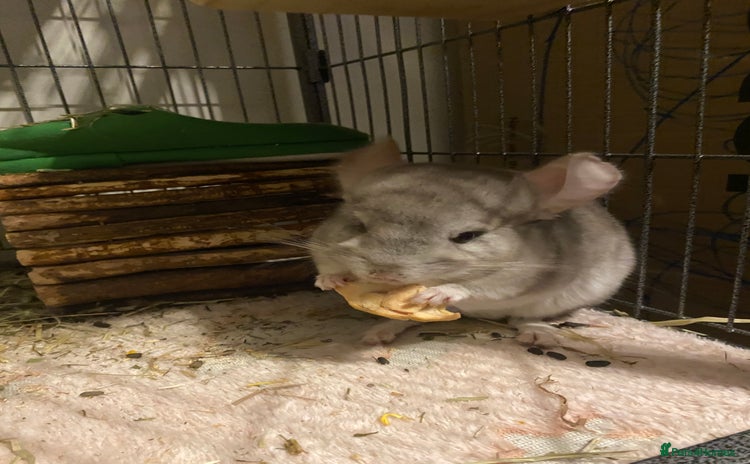 Chinchilla rodents Chinchillas  in Hemel Hempstead - Advert 1