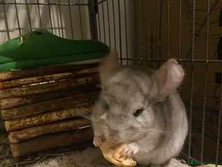 Chinchilla rodents Chinchillas in Hemel Hempstead - Advert 1