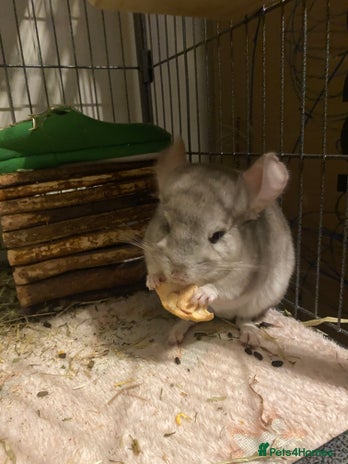 Chinchilla rodents Chinchillas in Hemel Hempstead - Advert 1