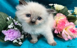 Siberian cats for sale: 🩵🩵Stunning Siberian Neva Masquerade Babies🩵🩵 - Image 13