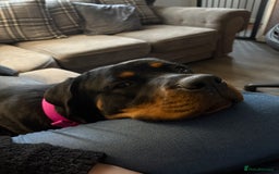 Rottweiler dogs for sale: 1 year old Rottweiler girl  - Image 5