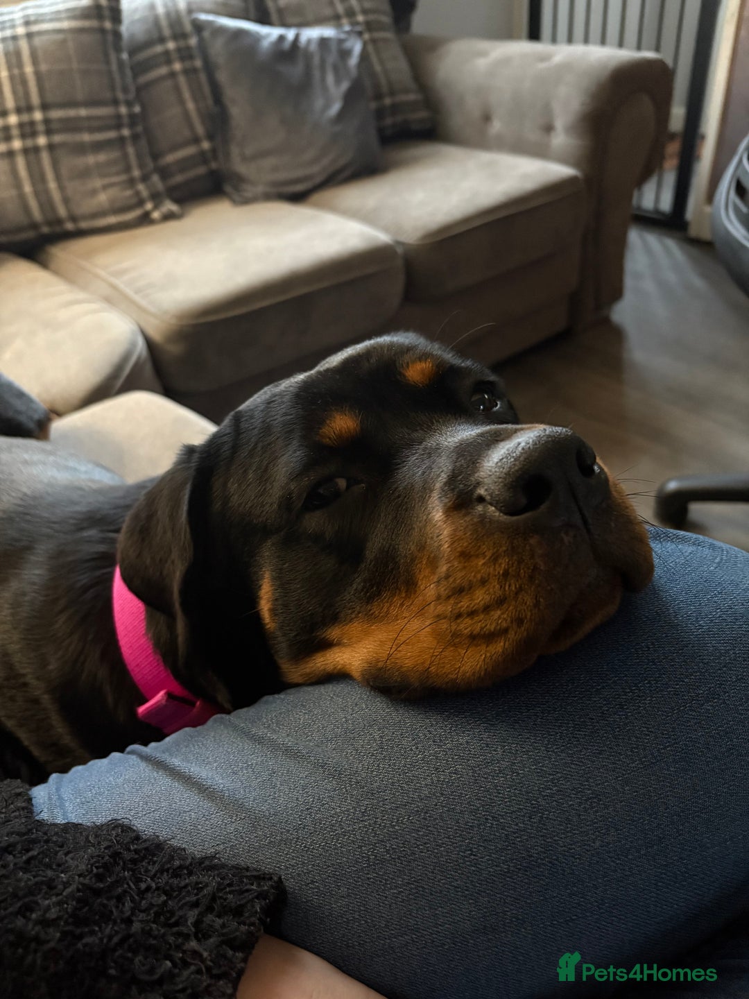 Rottweiler dogs for sale: 1 year old Rottweiler girl  - Image 5