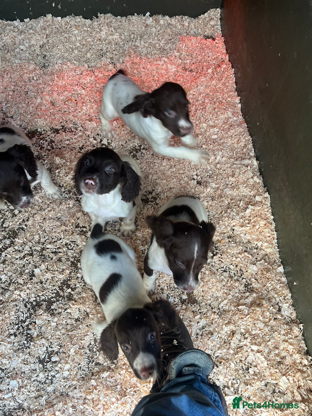 English Springer Spaniel dogs for sale: Working KC springer Spaniel Pups  - Advert 7