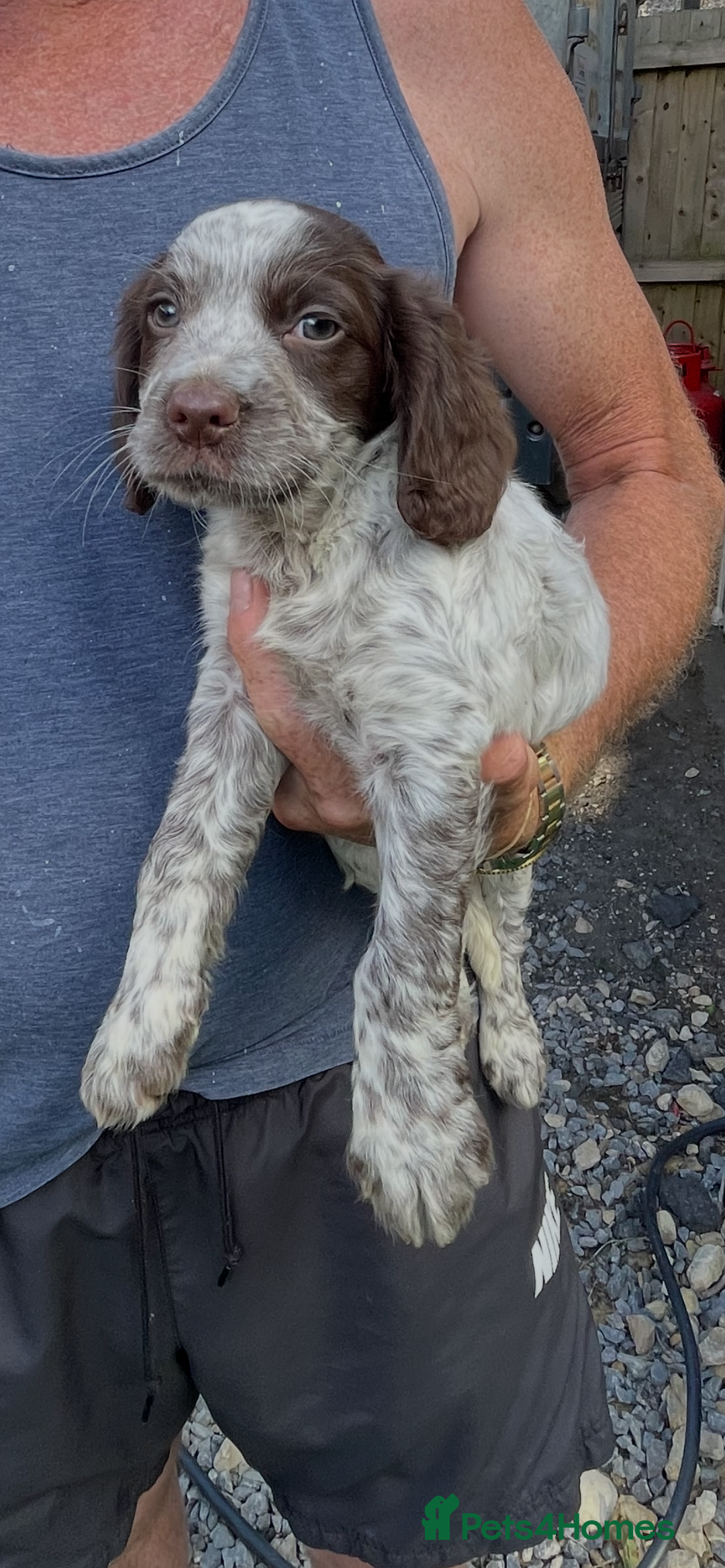 Cocker Spaniel dogs for sale: Working cocker spaniel  - Image 9