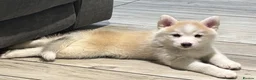 Pomsky dogs for sale: Last gorgeous boy left f3 pomsky - Advert 8