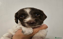 English Springer Spaniel dogs for sale: English Springer Spaniels Puppies 🐾 - Image 2