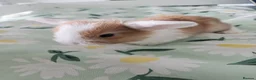 Mini Lop rabbits for sale: Mini lop rabbits for sale - Advert 6
