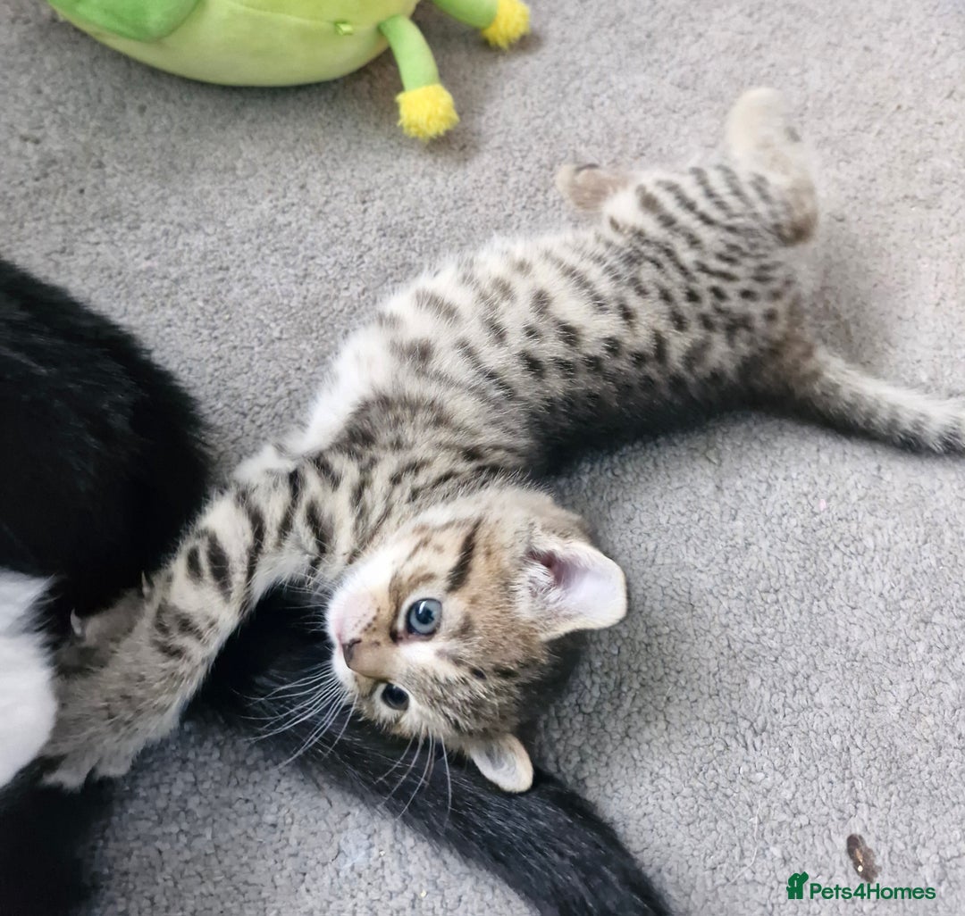 Mixed Breed cats for sale: 2 beautiful female bengal mix kittens  - Advert 10