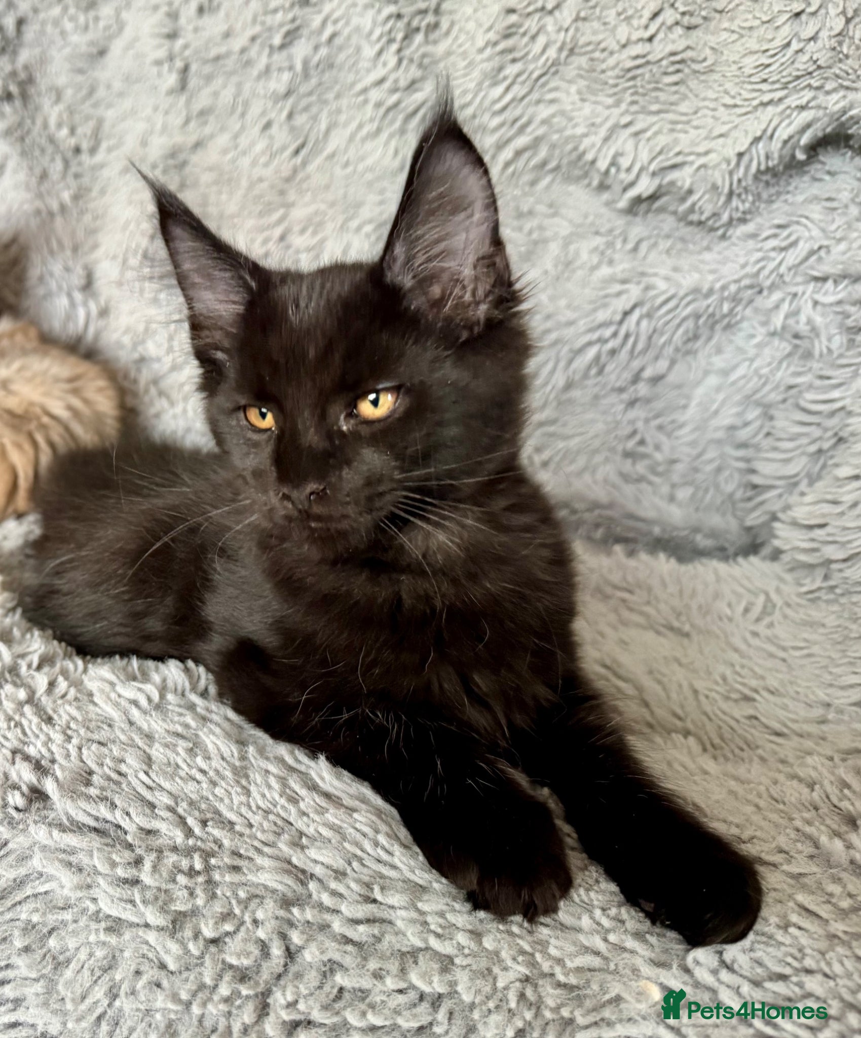 Maine Coon cats TICA MAINE COONS READY NOW😻. REDUCED PRICE! - Advert 2