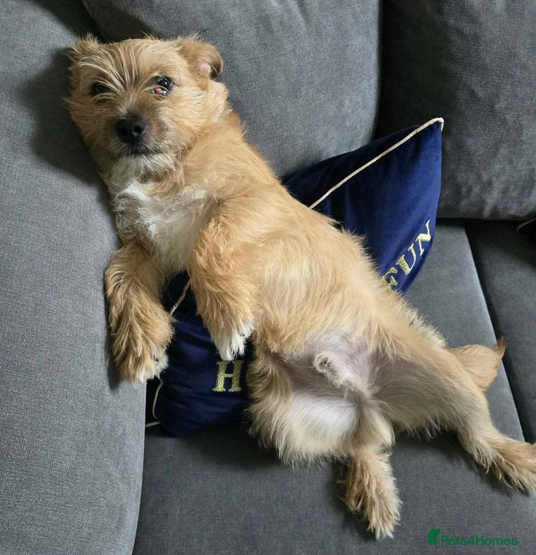 Patterjack dogs for adoption: Young Stanley wants a new forever home - Advert 2