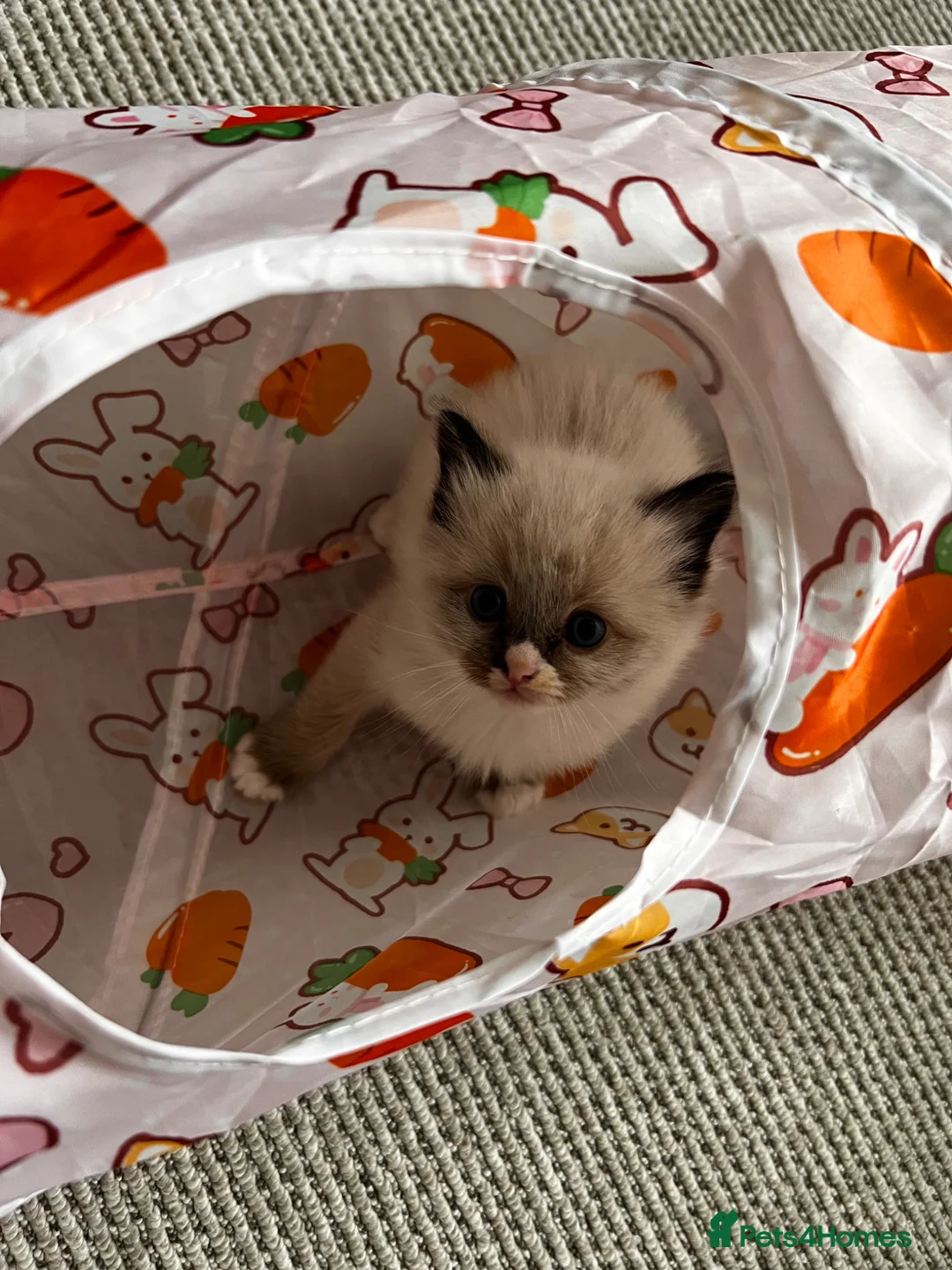 Ragdoll cats for sale: Ragdoll kittens for sale  - Advert 20