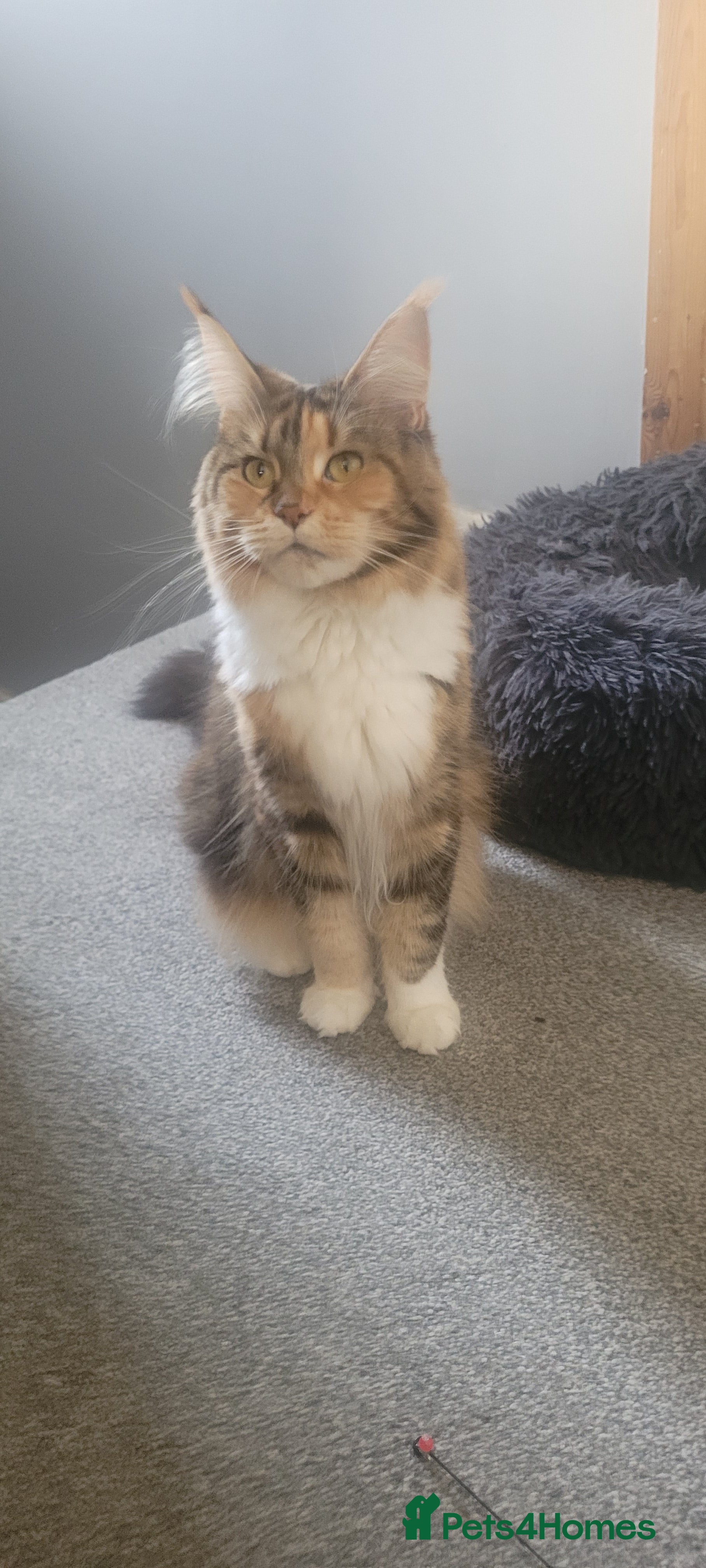 Maine Coon cats Maine Coon pure full pedigree polydactyl - Advert 2