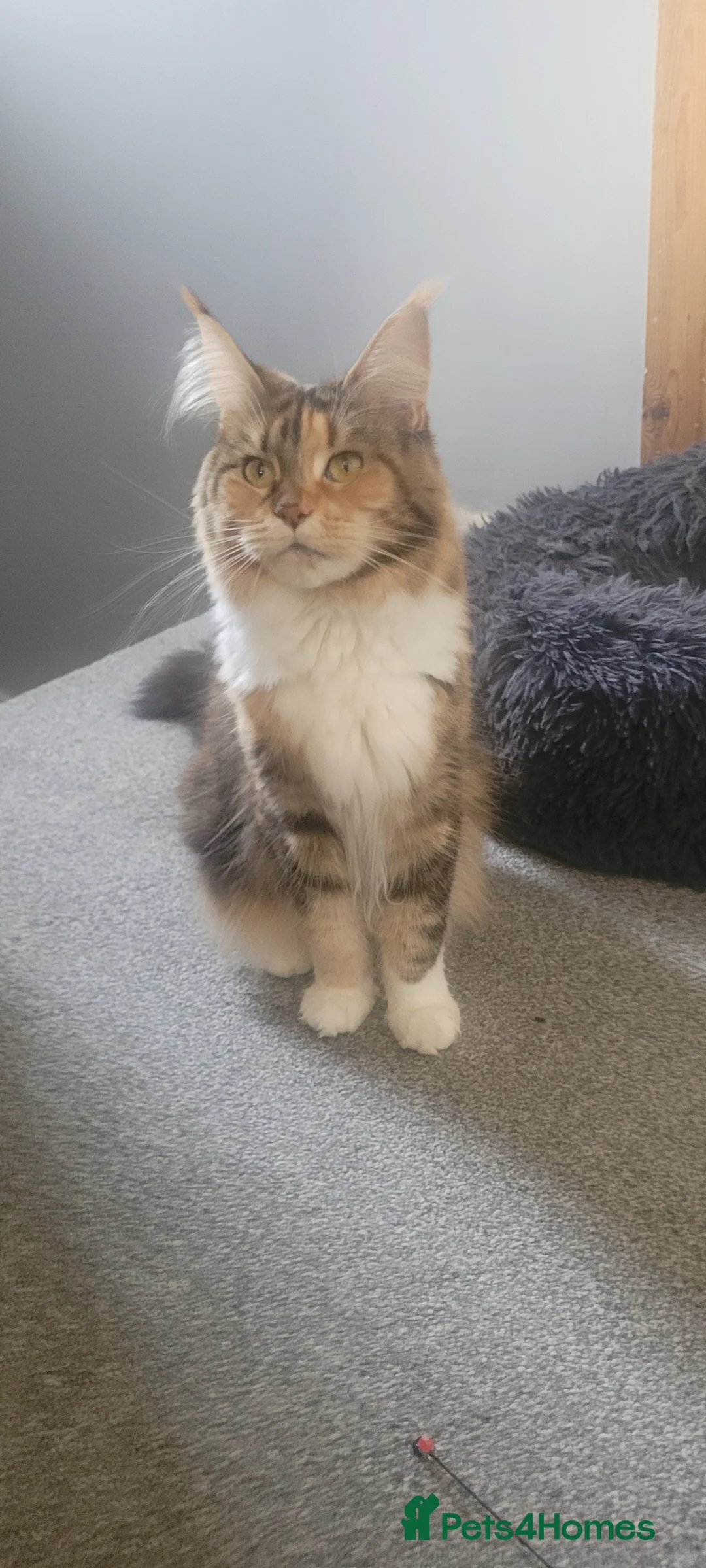 Maine Coon cats for sale: Maine Coon pure full pedigree polydactyl - Advert 2