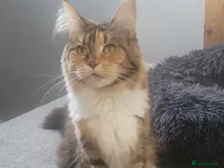 Maine Coon cats Maine Coon pure full pedigree polydactyl - Advert 2