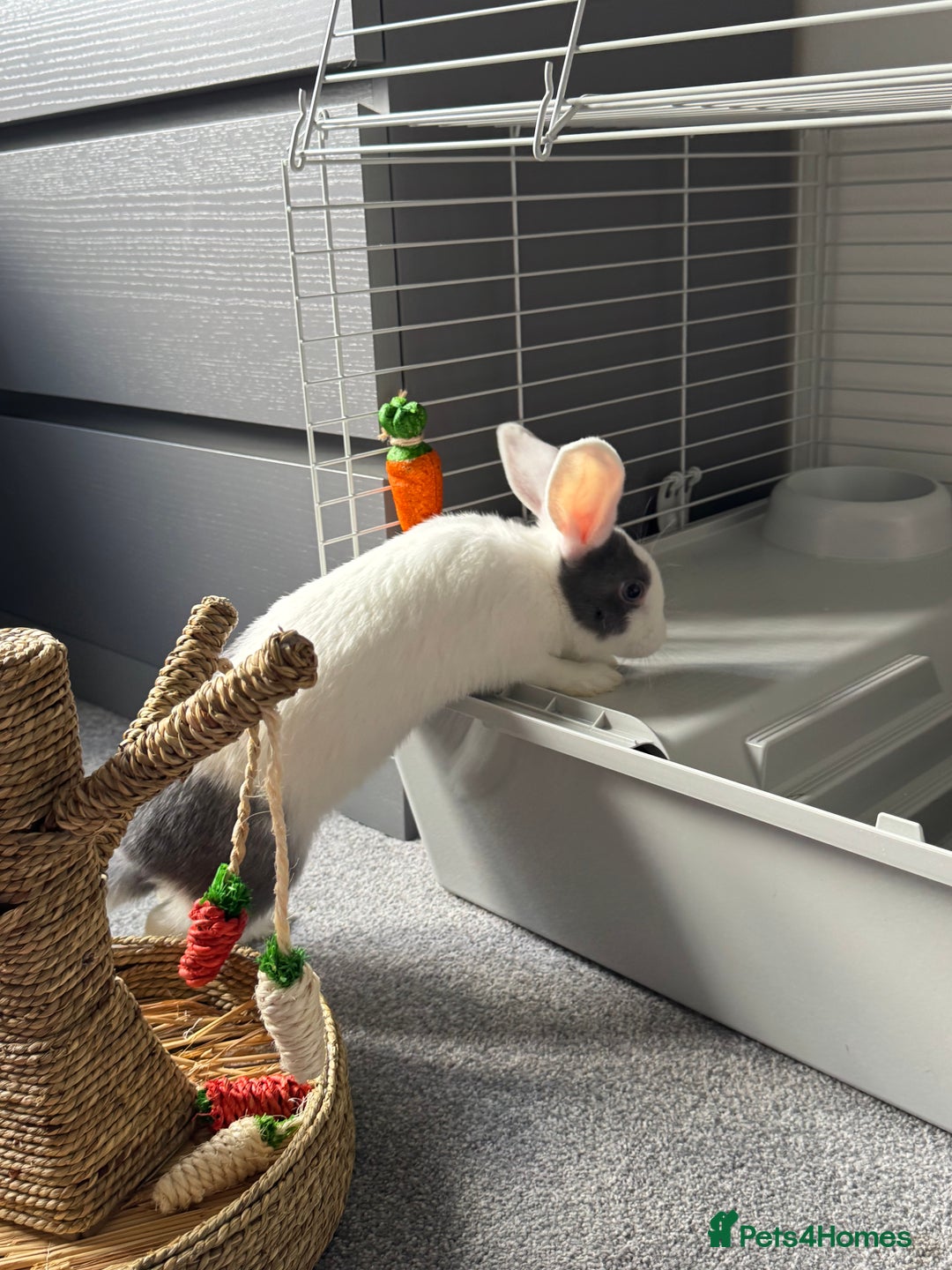 Mixed Breed rabbits for sale: 2 Bunnies with cage and all remaining supplies  - Image 3
