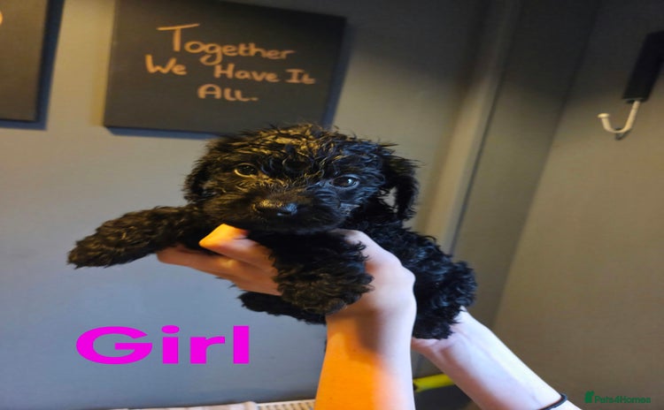 Cockapoo dogs - Advert 2