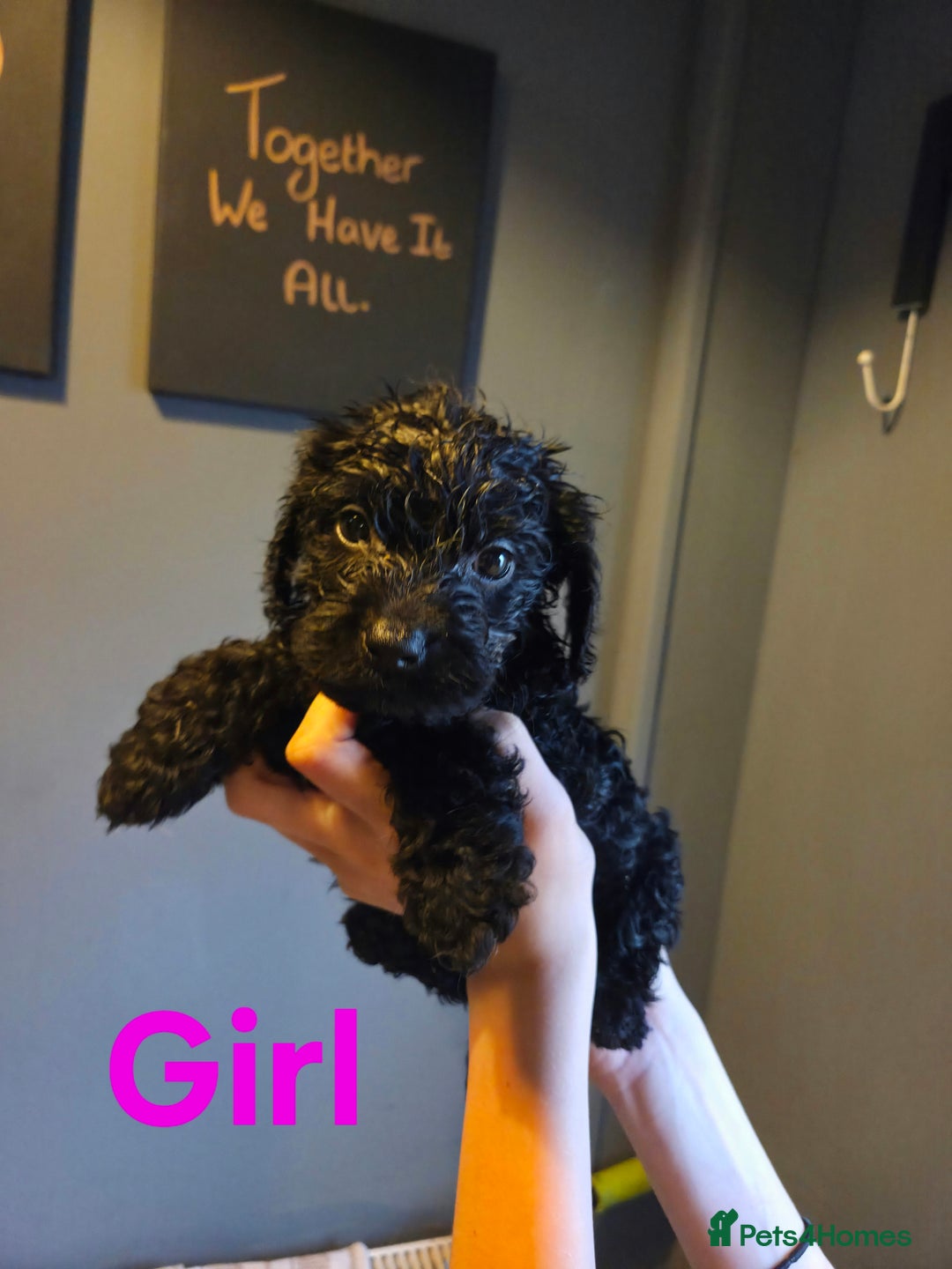 Cockapoo dogs for sale: F2 Cockapoo Puppies  - Image 1