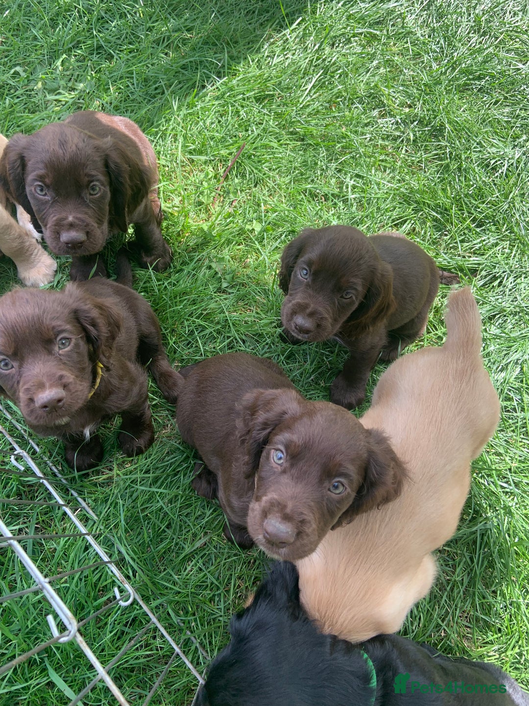 Cocker Spaniel dogs for sale: Cocker Spaniel Puppies - Image 5