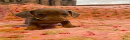 Dachshund dogs for sale: Dachshund puppies  - Advert 5