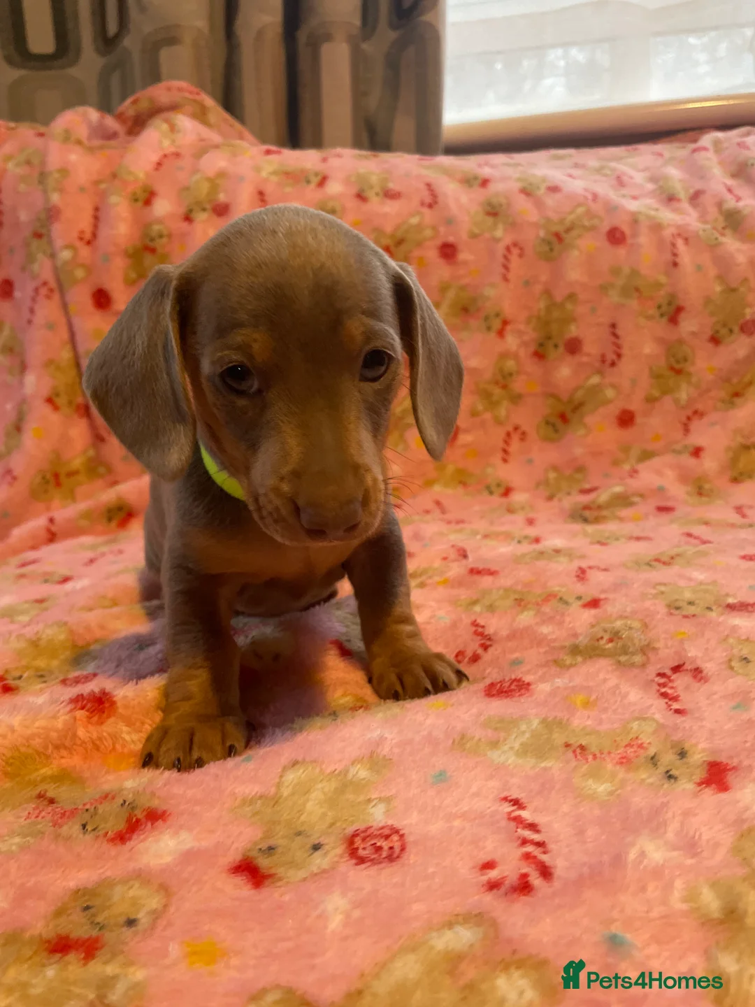 Dachshund dogs for sale: Dachshund puppies  - Advert 5