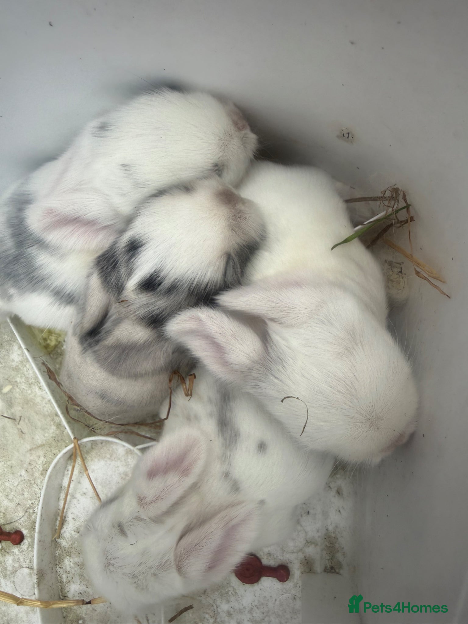 Mini Lop rabbits 5 mini lop - Advert 3