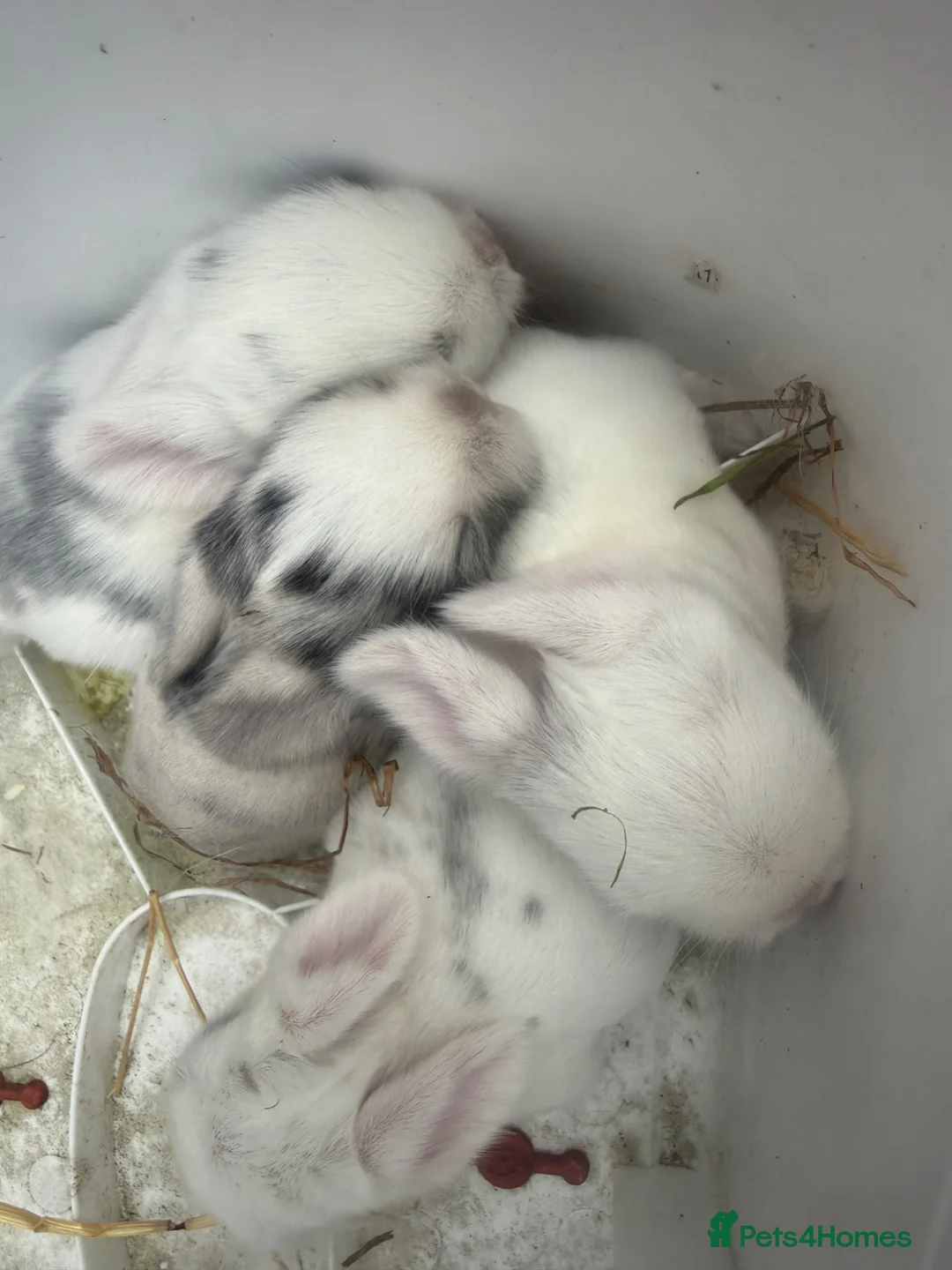 Mini Lop rabbits for sale: 5 mini lop in Peterborough - Advert 1