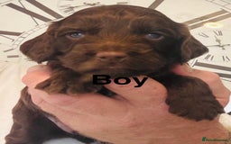 Cockapoo dogs for sale: stunning merle cockapoo puppies, ready 21st august - Image 4