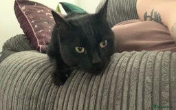 Domestic Shorthair cats for sale: Donnie, loving boy - Image 5