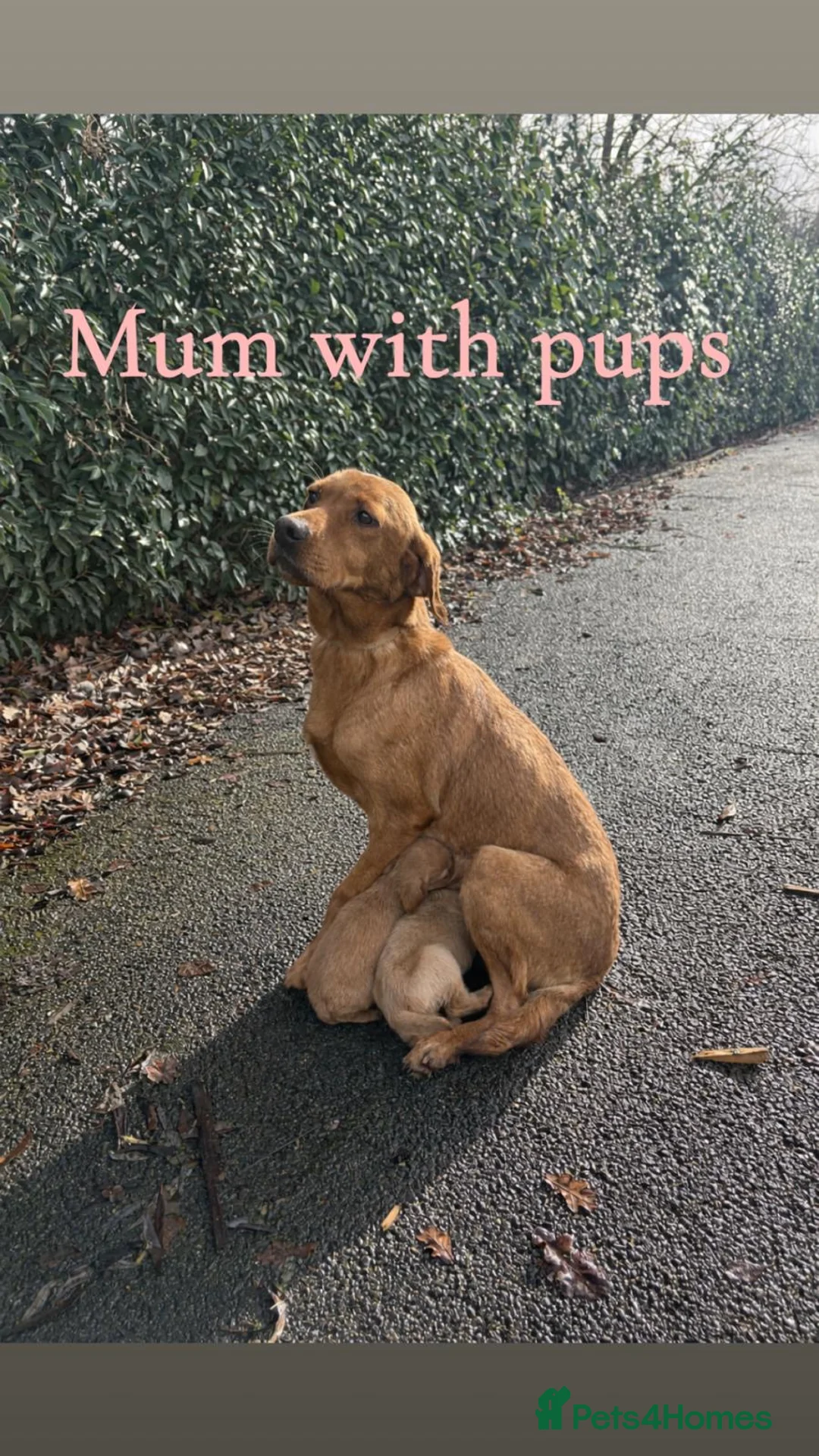 Cockerdor dogs for sale: Labrador x cocker spaniel pups - Advert 7