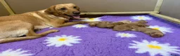 Labrador Retriever dogs for sale: 2 beautiful kc labrador boys  - Advert 24