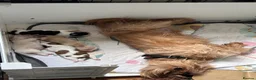 Mixed Breed dogs for sale:     Lhasa Cross Puppies Ready for Forever Homes - Advert 10