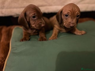 Dachshund dogs Standard dachshund puppies - Advert 1
