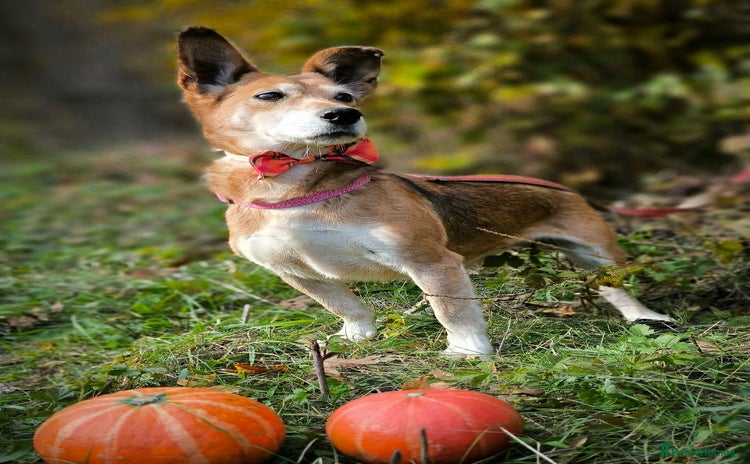 Mixed Breed dogs ❤️🐶Eva, a charming small lady 6-7 years old❤️🐶 - Advert 2