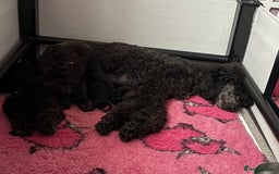 Standard Poodle dogs for sale: Black girl  - Image 7