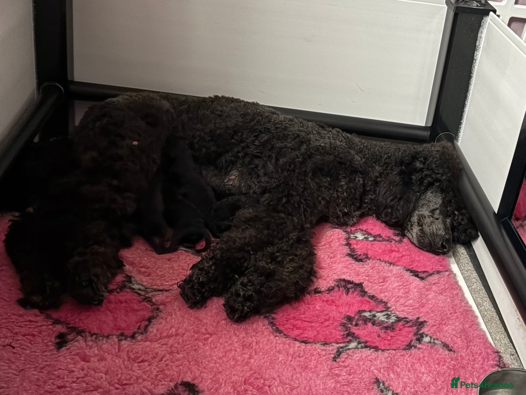 Standard Poodle dogs for sale: Black girl  - Image 7