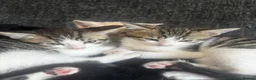 Domestic Shorthair cats for sale: Last male Kitten left in Inverness - Advert 3