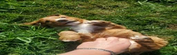 Sprocker dogs for sale: Working spaniel 2 male puppies  in Hexham - Advert 5