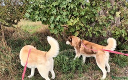 Siberian Husky dogs for sale: Two Siberian Husky Males - Image 1