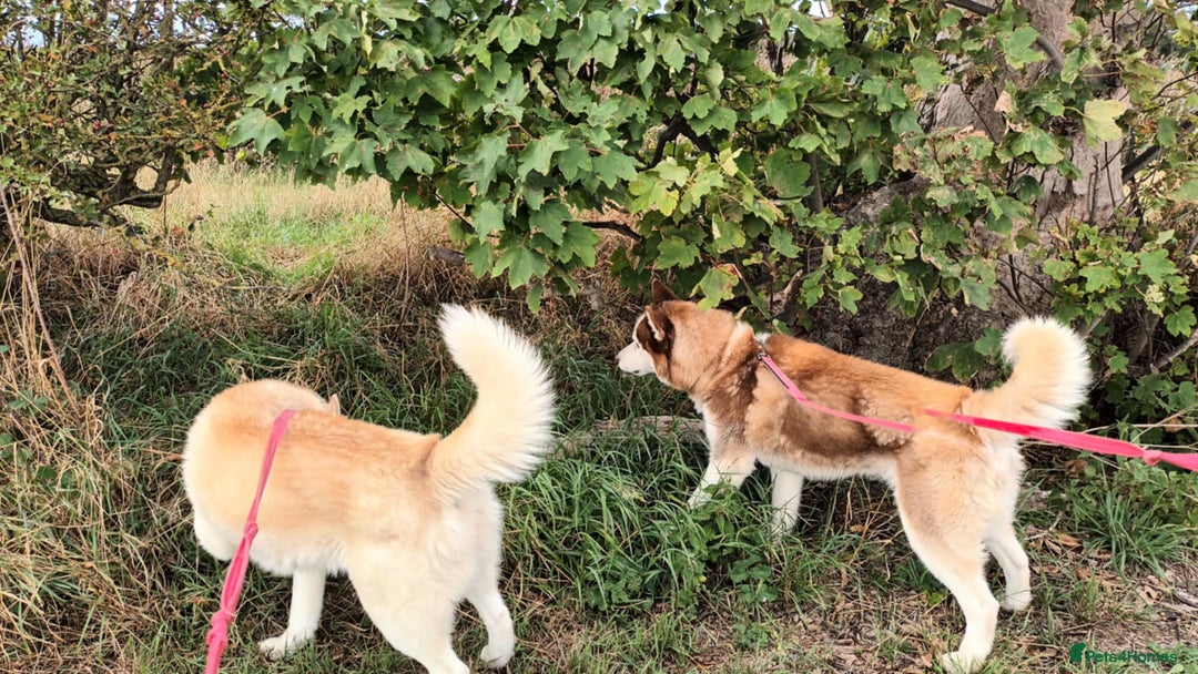 Siberian Husky dogs for sale: Two Siberian Husky Males - Image 1