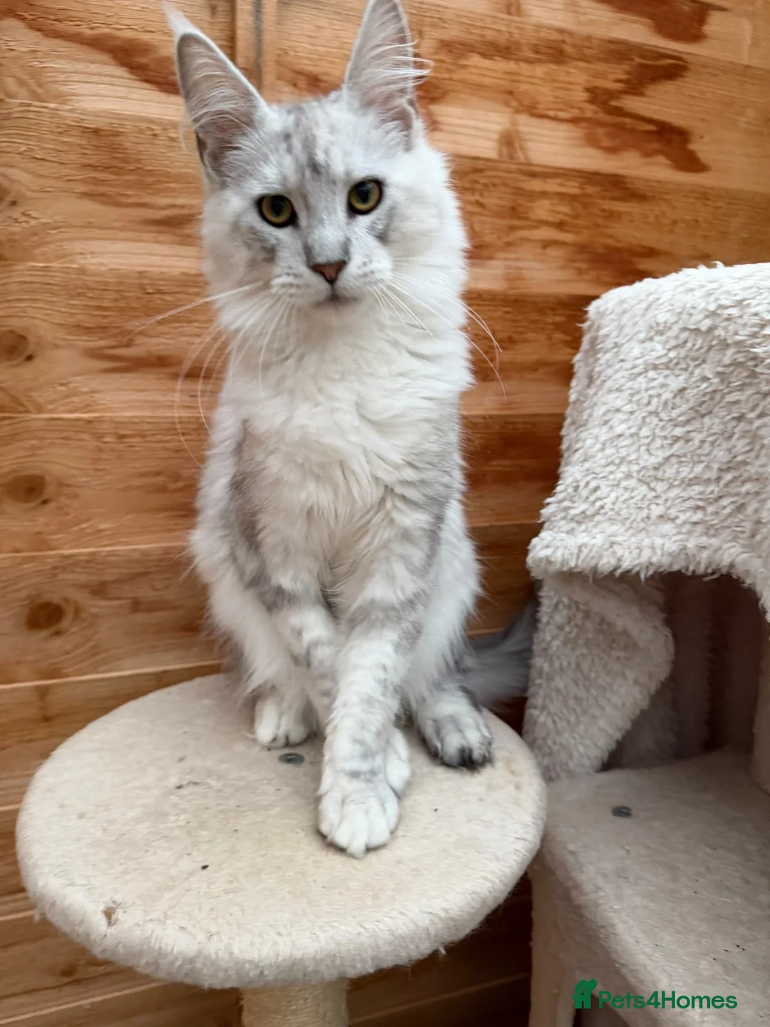 Maine Coon cats for sale: BLUE SILVER SHADED TICA REGISTERED  - Advert 2