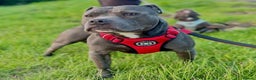Staffordshire Bull Terrier dogs for sale: Blue Staffordshire Bull Terrier Champion Pup - Advert 25