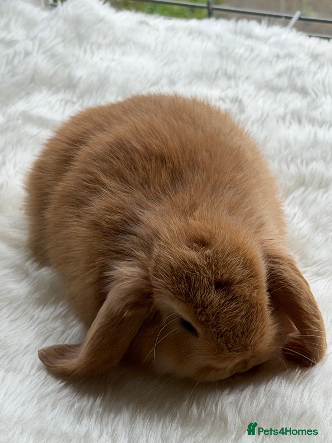 Mini Lop rabbits for sale: Mini lop - Advert 7
