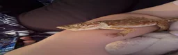 Bearded Dragon reptiles for sale: 2 bearded dragons for sale  in Ipswich - Advert 1