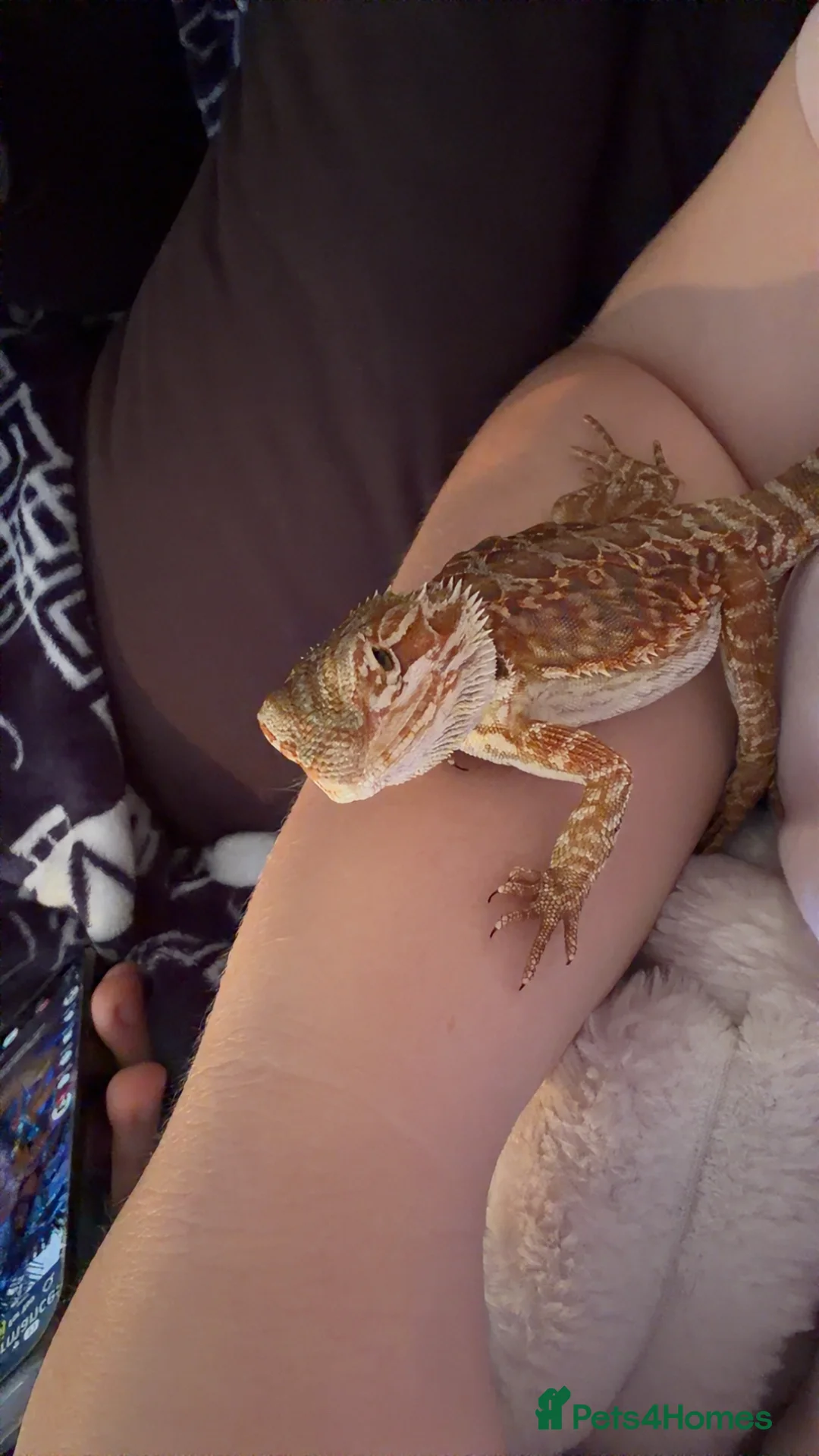 Bearded Dragon reptiles for sale: 2 bearded dragons for sale  in Ipswich - Advert 1