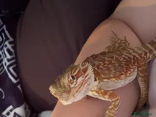 Bearded Dragon reptiles 2 bearded dragons for sale - Advert 6