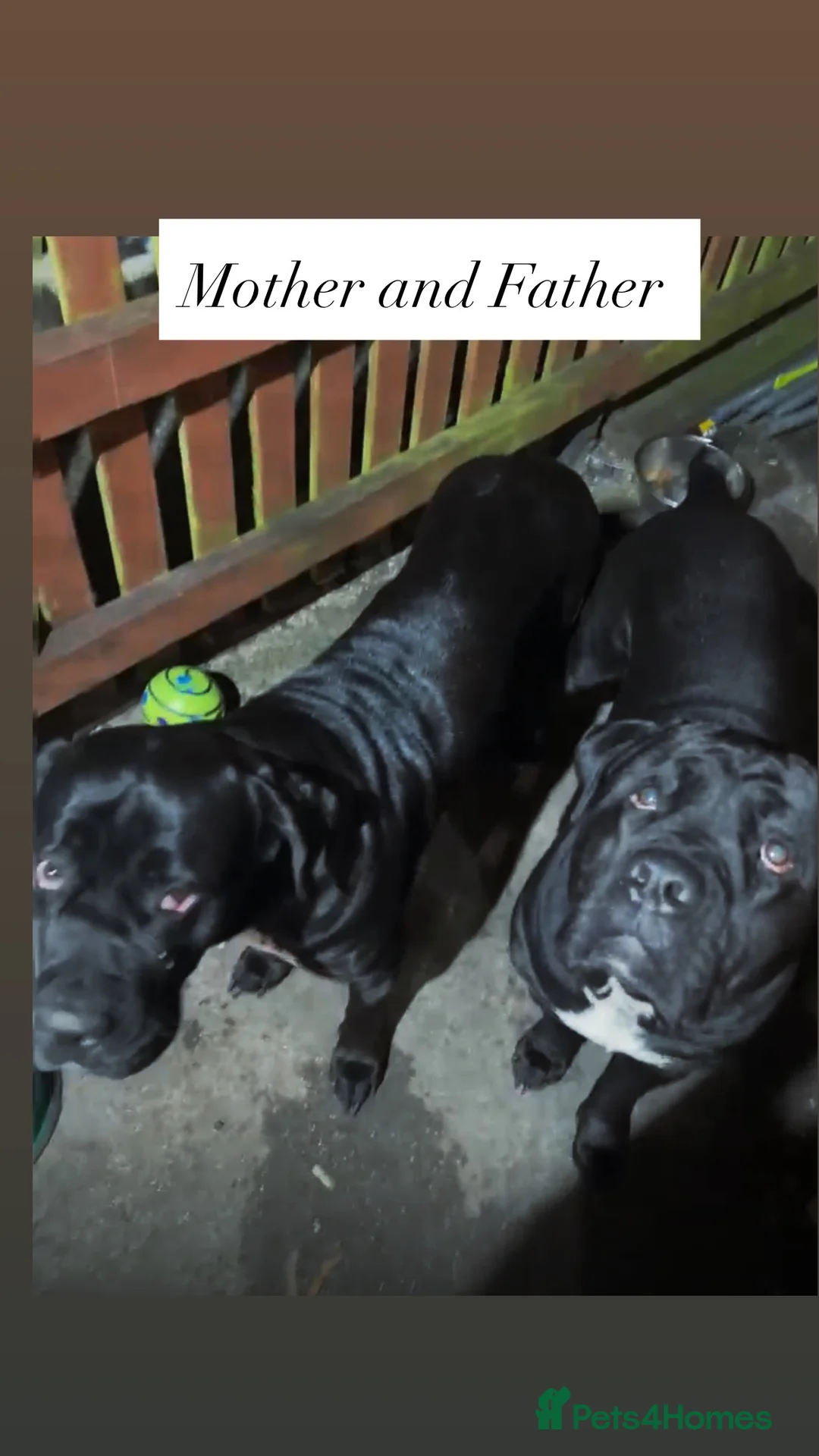 Cane Corso dogs for sale: Cane Corso for sale in Mansfield - Advert 10